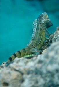 Iguana