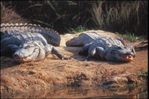 Alligator Photo