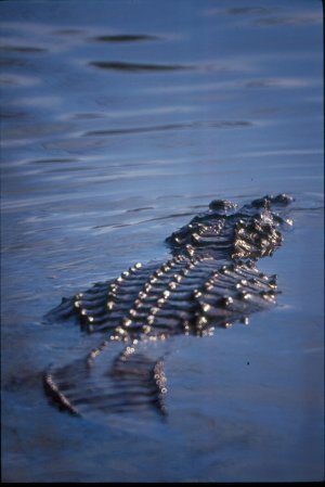 Alligator Photo