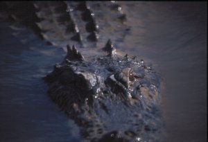 Alligator Photo