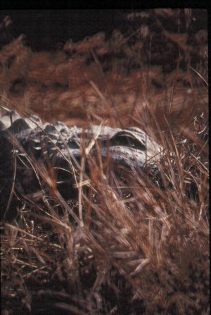 Alligator Photo