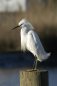 Nature Photography - Egret