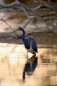 Nature Photography - Birds