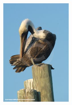 Birds 2
