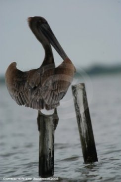 Birds 3