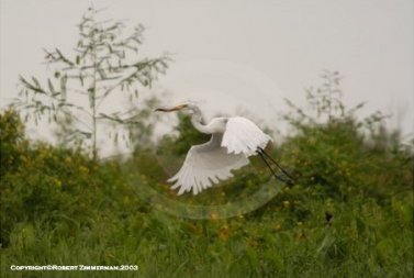 Birds 5