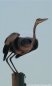 Nature Photography - Birds
