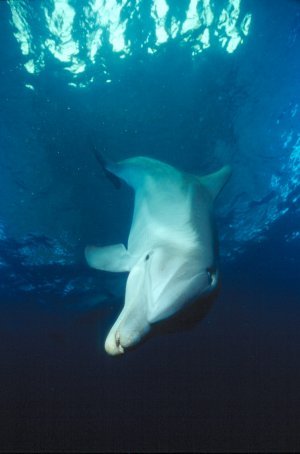 Bottlenose Dolphin Photo