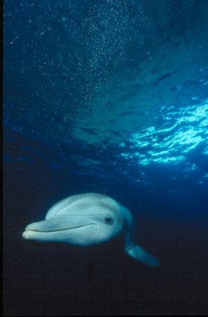 Bottlenose Dolphin Photo