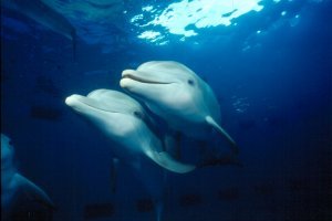 Bottlenose Dolphin Photo