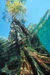 Fine Art Underwater Photography