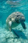 Manatees