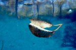 Underwater Photography