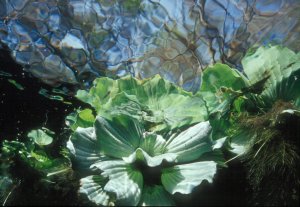 Underwater Photography
