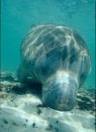 Florida Manatee Photo