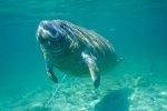 Florida Manatee Photo