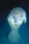 Florida Manatee Photo