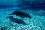 Florida Manatee Photo