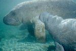 Florida Manatee Photo