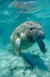 Florida Manatee Photo