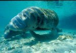 Florida Manatee Photo