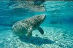 Florida Manatee Photo