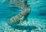 Florida Manatee Photo