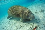 Florida Manatee Photo