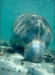 Florida Manatee Photo
