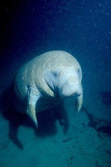 Florida Manatee Photo