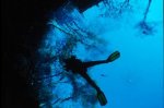 Cypress Springs Underwater Photography