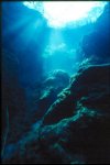 Peacock Springs Underwater Photography