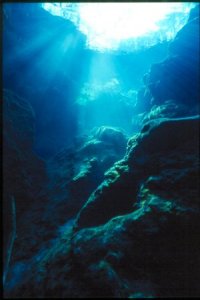 Peacock Springs Underwater Photo