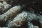 Underwater Photography