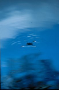 Underwater Photography