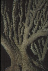 Underwater Photography