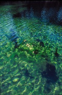 Underwater Photography