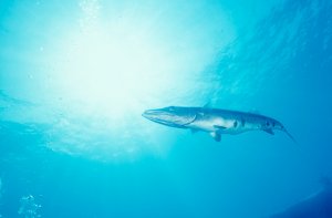 Underwater Photo - Tropics
