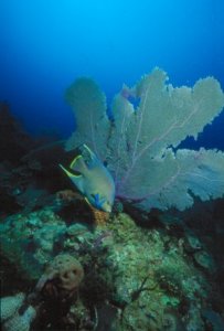 Underwater Photo - Tropics