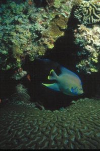 Underwater Photo - Tropics