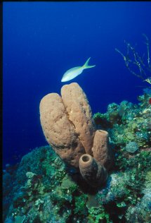 Underwater Photo - Tropics