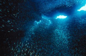 Underwater Photo - Tropics