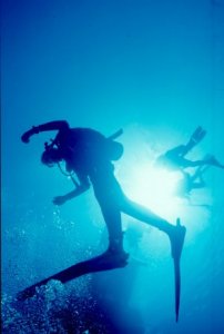 Underwater Photo - Tropics