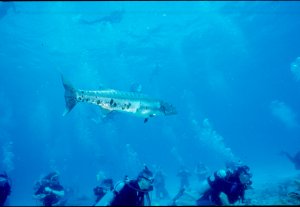 Underwater Photo - Tropics