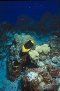 Underwater Photo - Tropics
