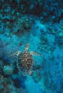 Underwater Photo - Tropics