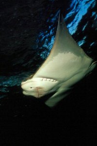 Underwater Photo - Tropics