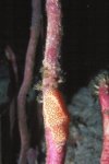 Flamingo Tongue