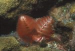 Christmas Tree Worm