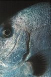 Spade Fish